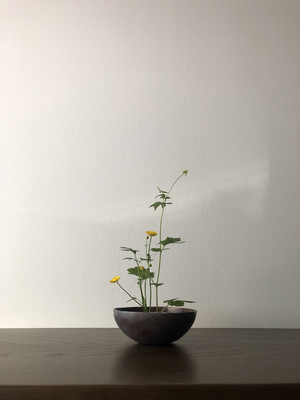 010524, wood avens, creeping buttercup, copper bowl