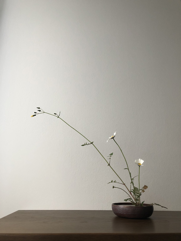 200424, oxeye daisy, milk weed, copper bowl